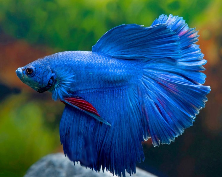 Blue Male Betta Siamese Fighting Fish ~ 5cm